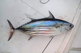 স্কিপজ্যাককে
